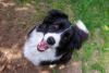 Cachorro da raça Border Collie branco e preto em close visto de cima