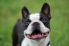 Boston Terrier em close up