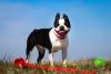 Boston Terrier em ambiente externo com fundo de céu azul