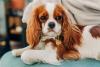 Cachorro Cavalier King Charles Spaniel deitado