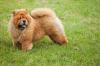 Cachorro da raça Chow Chow em ambiente externo
