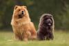 Cachorro marrom e cachorro preto da raça Chow Chow