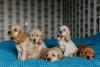 Filhotes de Cocker Spaniel em uma cama azul