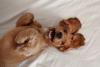 Cachorro Cocker Spaniel deitado com a barriga para cima