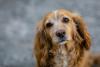 Cachorro Cocker Spaniel em close up