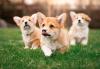 Três filhotes de cachorro Corgi correndo na grama