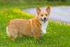 Cachorro Corgi em ambiente externo
