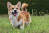 Cachorro Corgi em ambiente externo