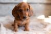Cachorro Dachshund filhote marrom