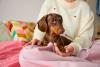Cachorro Dachshund marrom no colo de sua dona