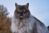 Gato Angorá cinza de pelo longo na natureza