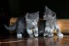 Filhotes de gato cinza da raça Azul Russo
