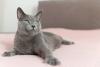 Gato cinza da raça Azul Russo deitado