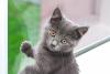 Gato Chartreux cinza filhote