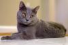 Gato Chartreux cinza deitado no chão