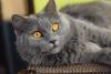 Gato Chartreux cinza deitado no chão