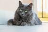 Gato cinza da raça Nebelung deitado no chão