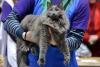 Gato cinza da raça Nebelung sendo segurado por uma mulher
