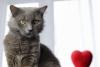 Gato cinza da raça Nebelung