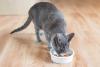Gato cinza vira-lata comendo em um potinho