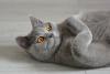 Gato de pelo curto inglês deitado no chão de barriga para cima