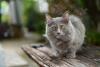 Gato Munchkin cinza em cima de um banco em área externa