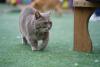 Gato Munchkin cinza andando em área externa