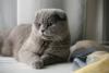 Gato Scottish Fold cinza deitado