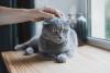 Gato Scottish Fold cinza recebendo carinho na cabeça