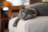 Gato Scottish Fold cinza deitado