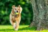 Cachorro da raça Golden Retriever correndo com bolinha na boca