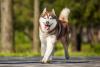 Husky Siberiano marrom correndo em área externa