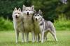Três cachorros da raça Husky em pé lado a lado