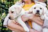 Dois filhotes de Labrador bege no colo de uma mulher