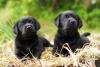 Dois filhotes de Labrador em cima de palha