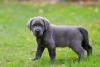 Filhotes de Labrador preto andando na grama