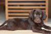 Filhote de Labrador marrom deitado no chão de ambiente interno