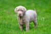 Filhote de Labrador bege em ambiente externo com grama