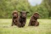 Três filhotes de Labrador marrom em ambiente externo