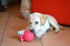 Filhote de Labrador bege deitado no chão de casa com brinquedo redondo