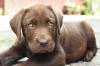 Filhote de Labrador marrom com olhos verdes deitado