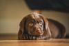 Filhote de Labrador marrom deitado no chão
