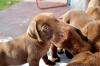 Filhote de Labrador marrom junto com outros filhotes