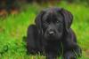 Filhote de Labrador preto deitado na grama