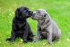 Filhotes de Labrador sentados na grama