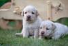 Filhotes de Labrador caramelo em ambiente externo