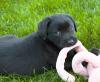 Filhote de Labrador preto deitado no chão com brinquedo na boca