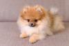 Filhote de cachorro da raça Lulu da Pomerânia