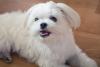 Cachorro da raça Maltês de pelo branco