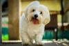 Cachorro da raça Maltês de pelo branco